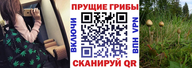 Псилоцибиновые грибы Cubensis  где продают   Верхний Уфалей 